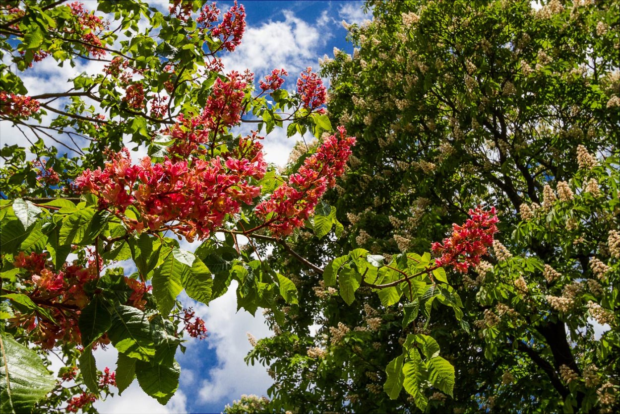 Каштан дерево цветет