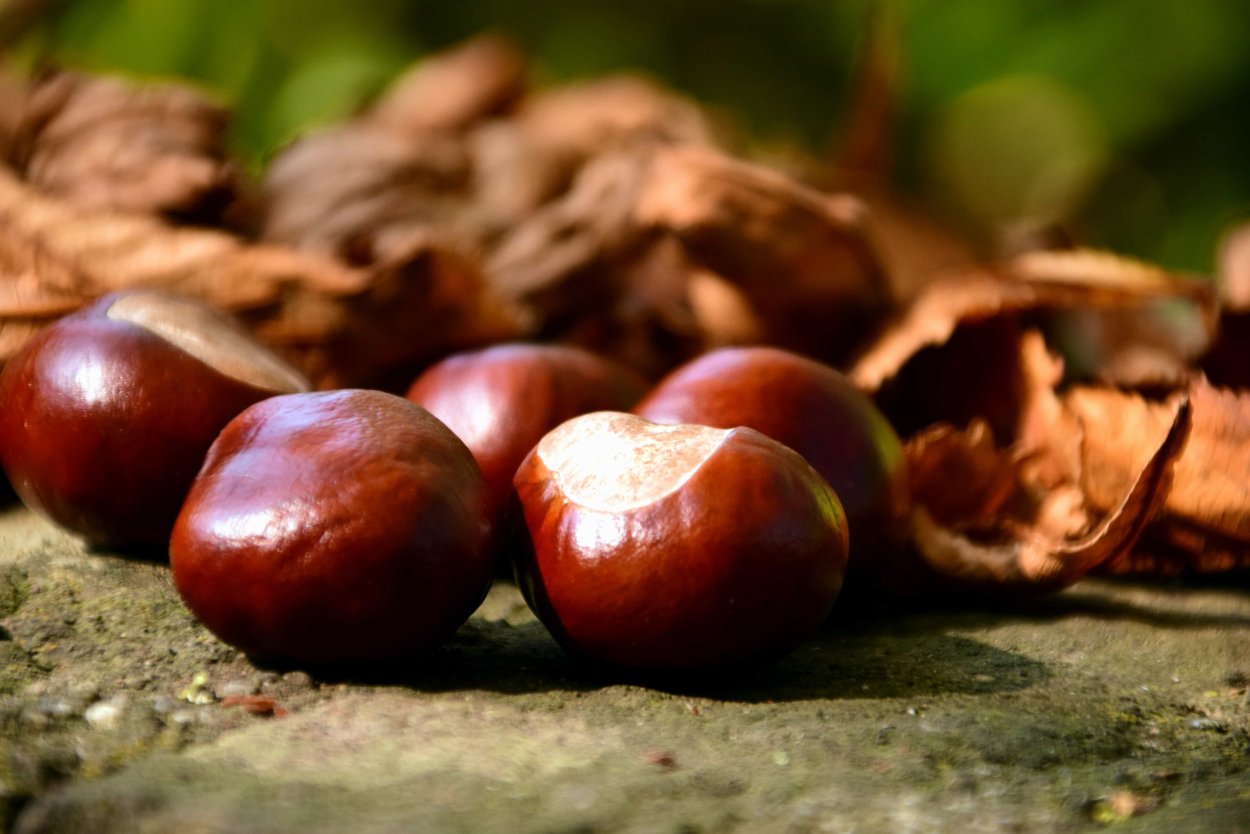 Октябрьский каштан цвет