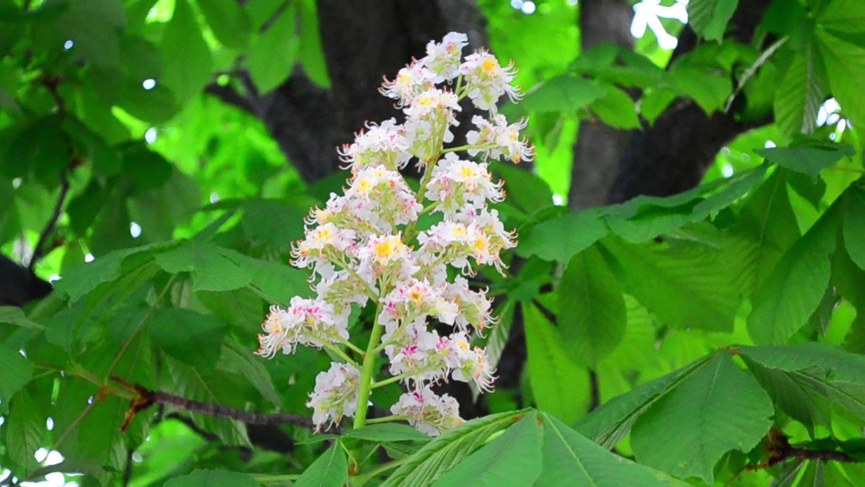 Каштан конский Пленифлора