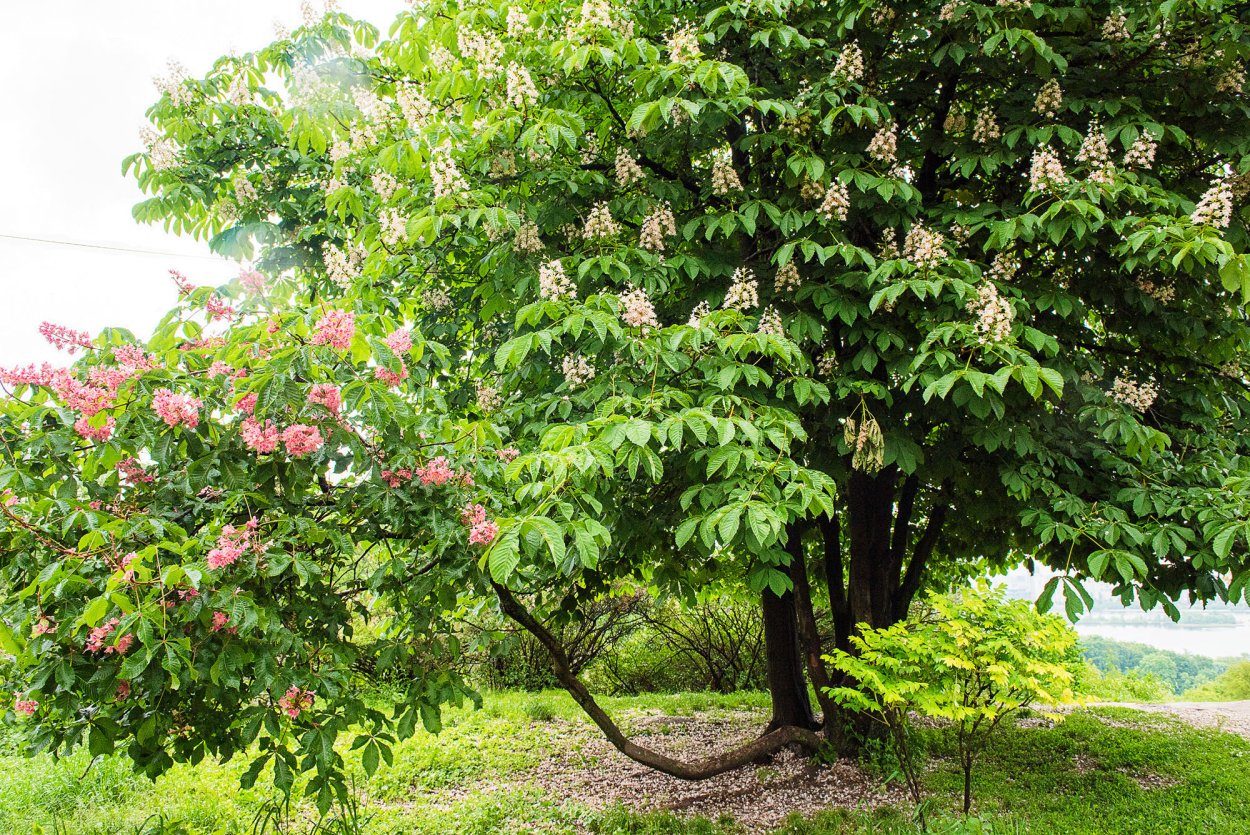 Каштан конский на штамбе