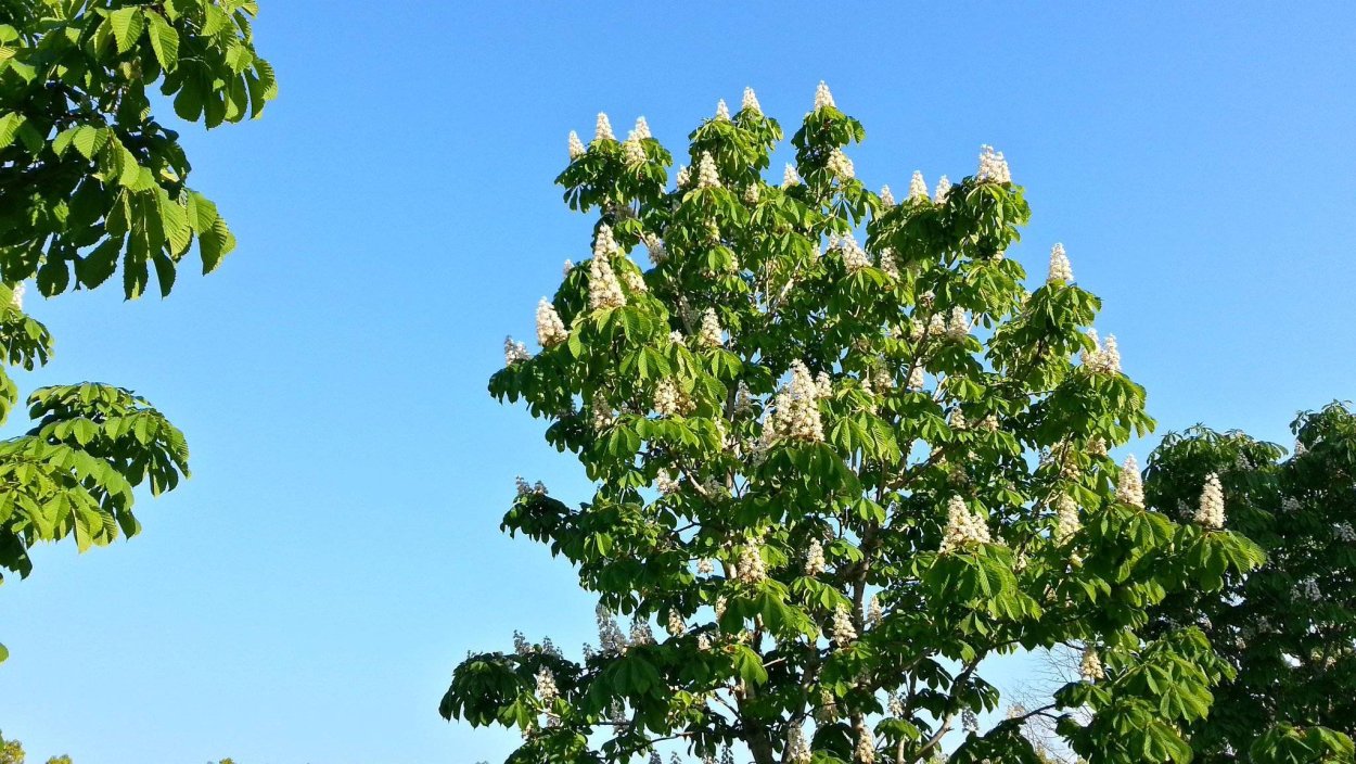 Каштан конский «Fastigiata»