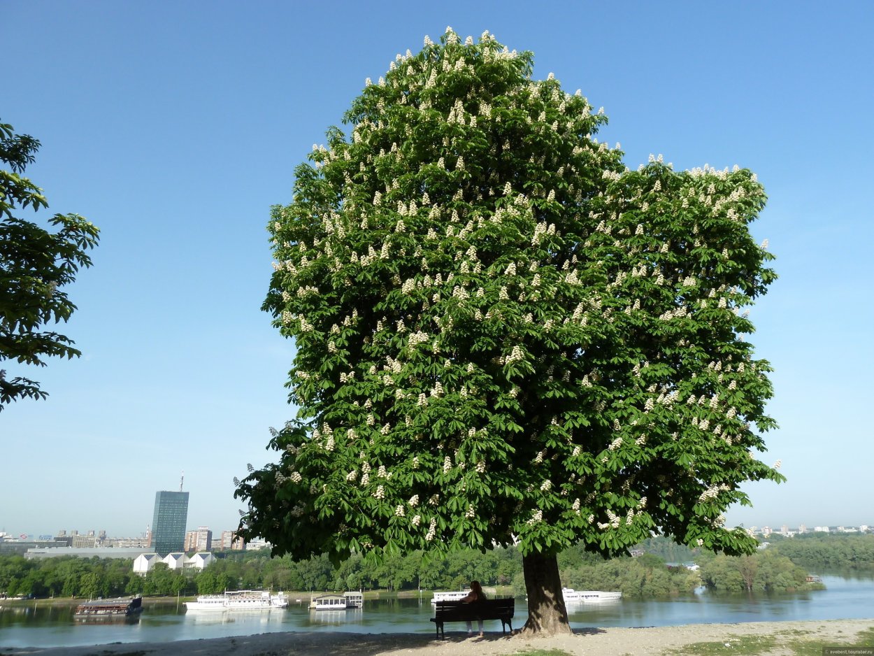 Дикий каштан дерево