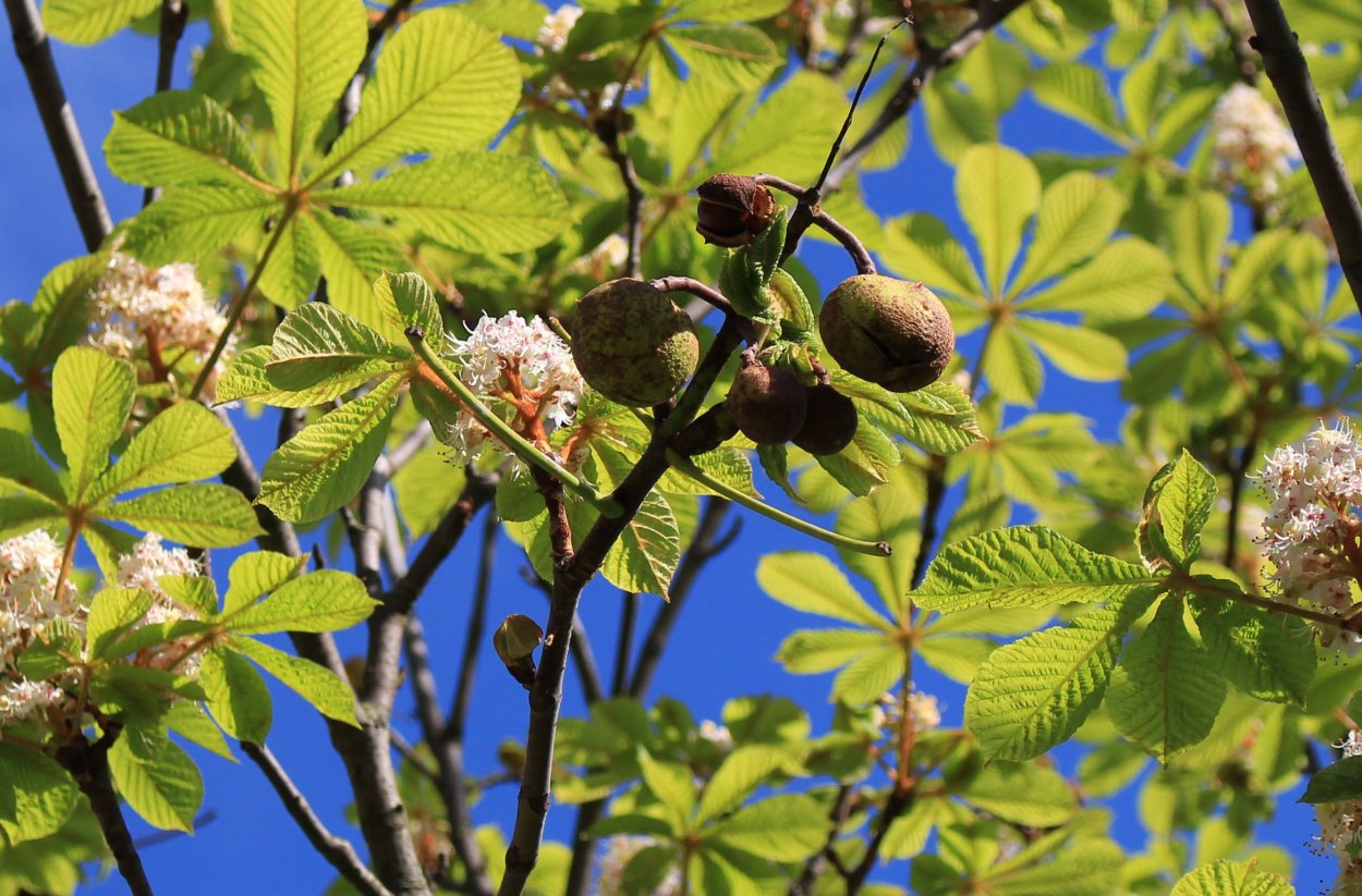 Клен, конский каштан