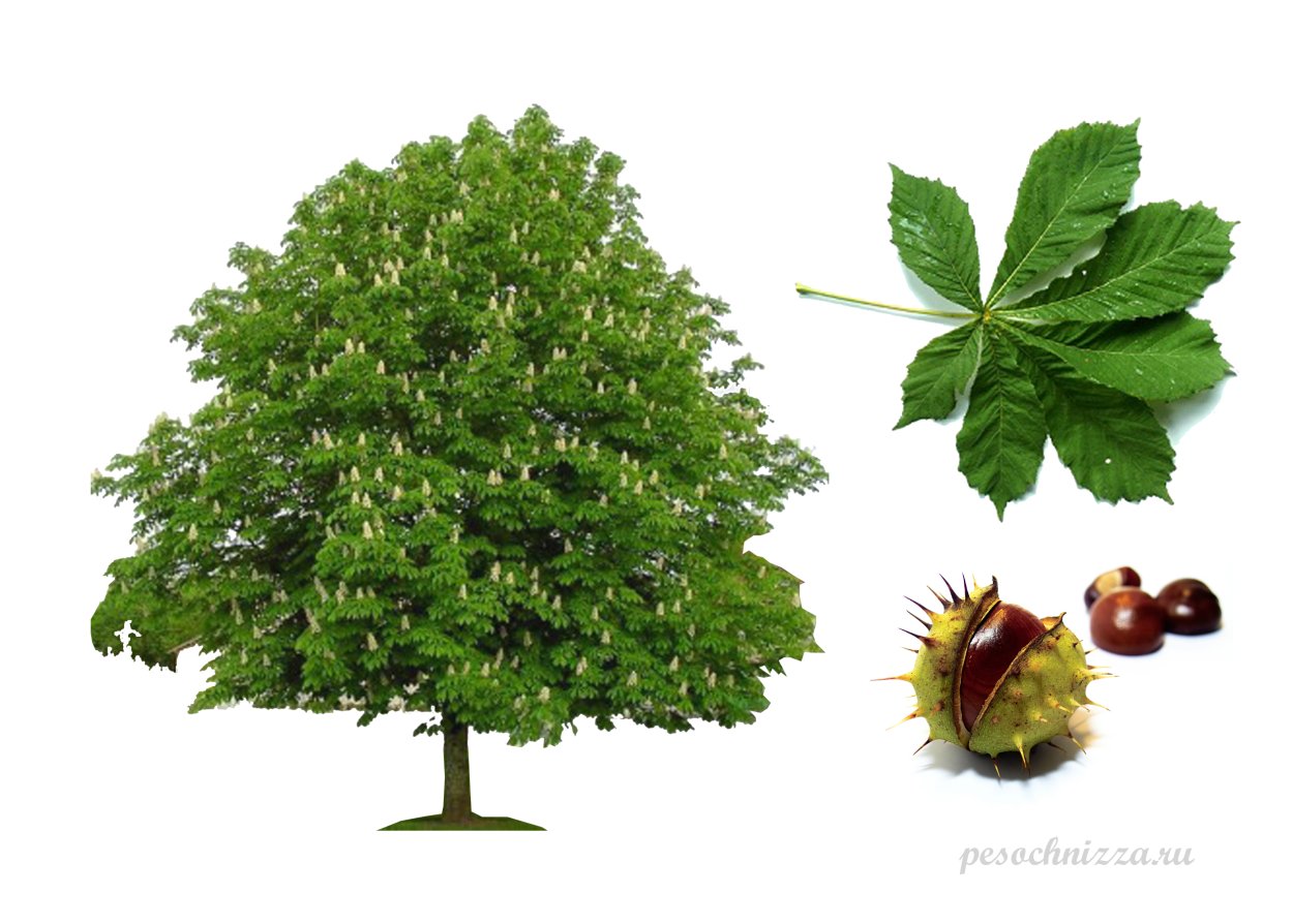 Конский каштан