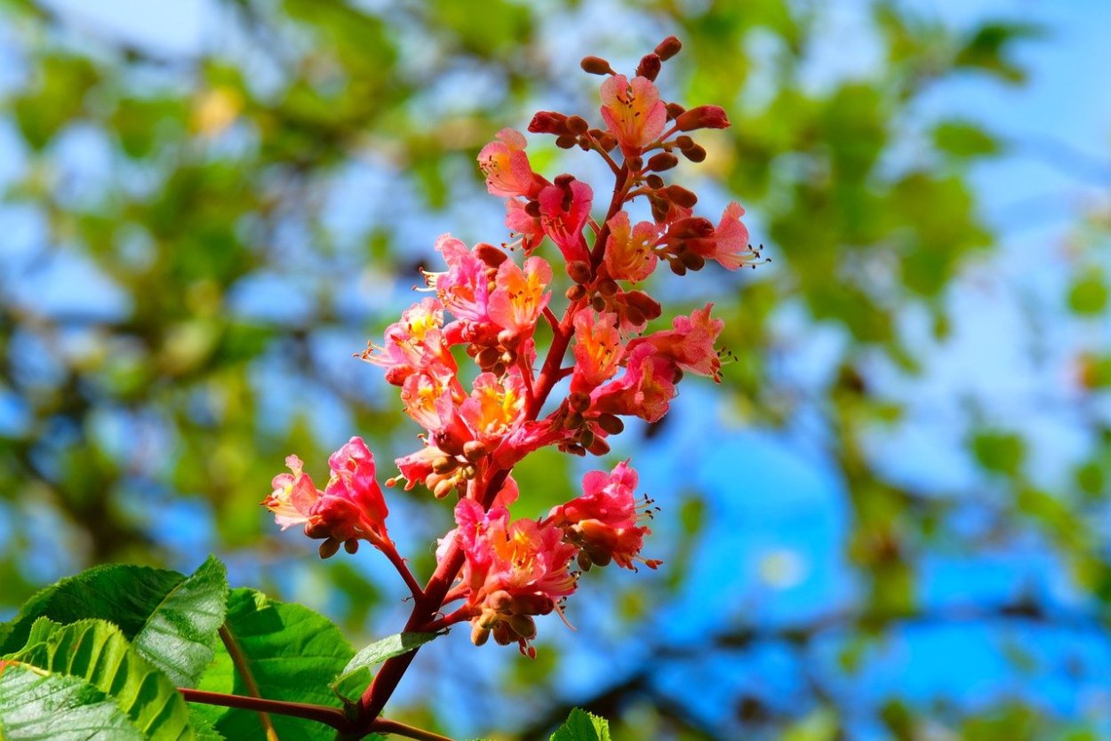 Каштан дерево macro