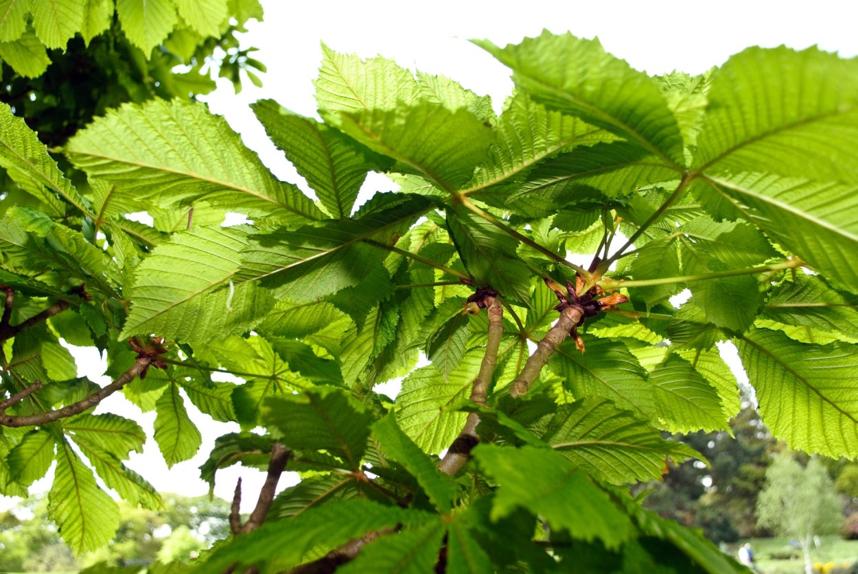 Каштан Дальневосточный