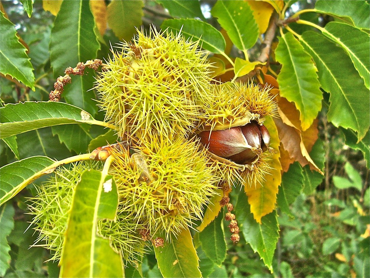 Каштан орех съедобный