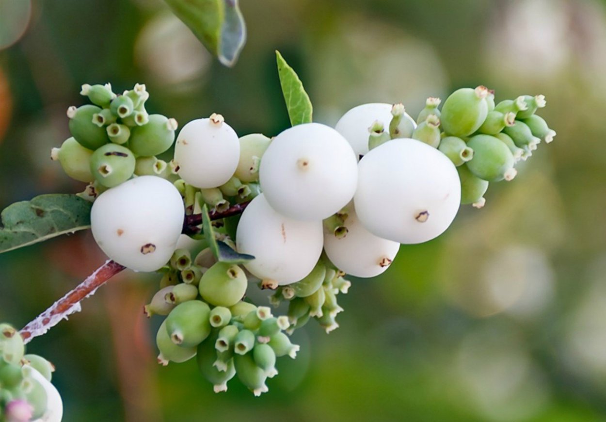 Снежноягодник белый (Symphoricarpos Albus) куст