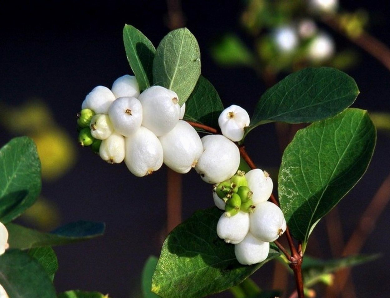 Снежноягодник жемчужный