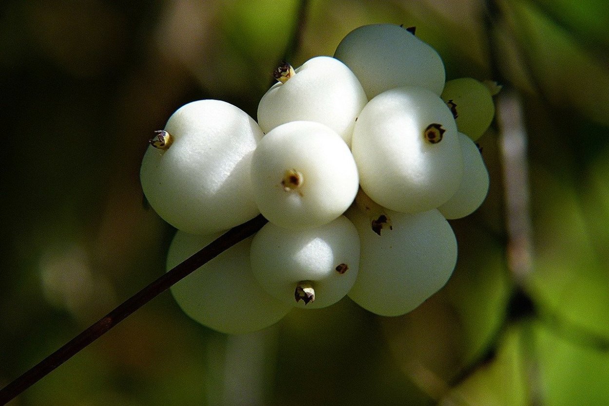 Снежноягодник обыкновенный Окс