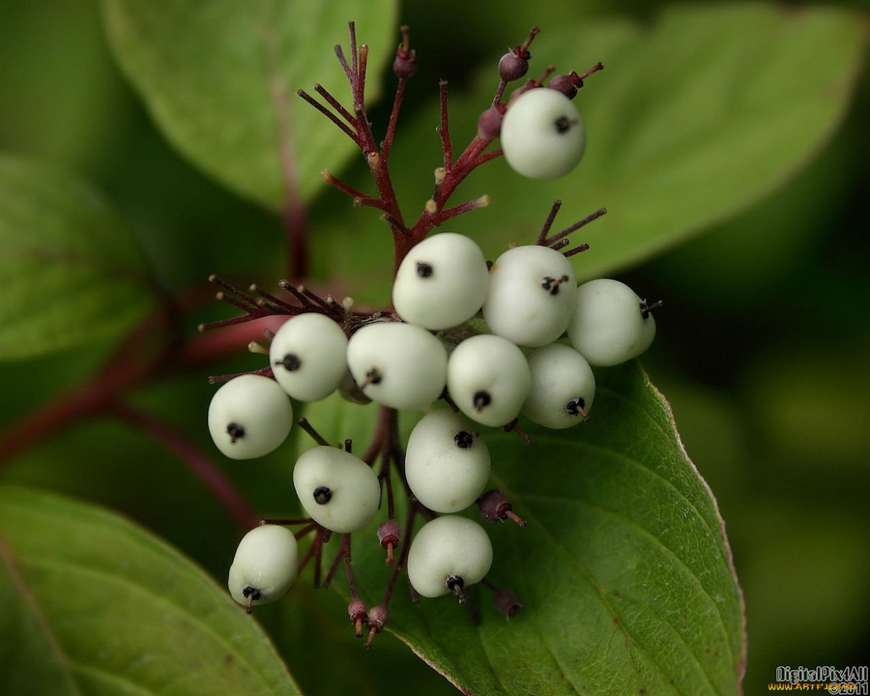 Дерево с белыми ягодами