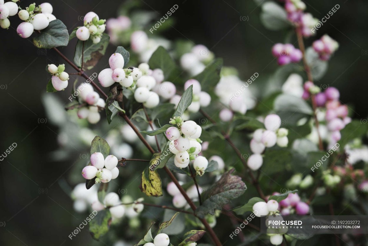 Кустарник с белыми ягодами осенью