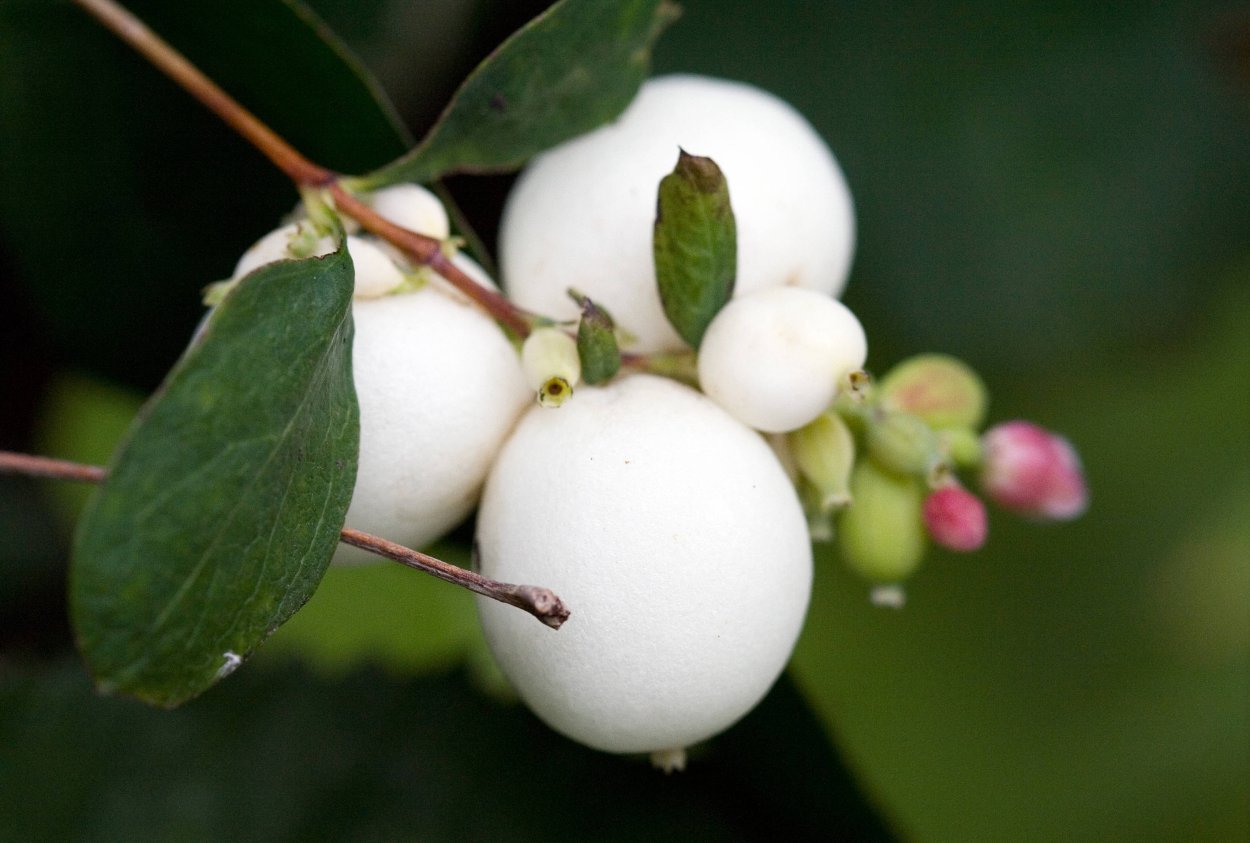 Симфорикарпус снежноягодник