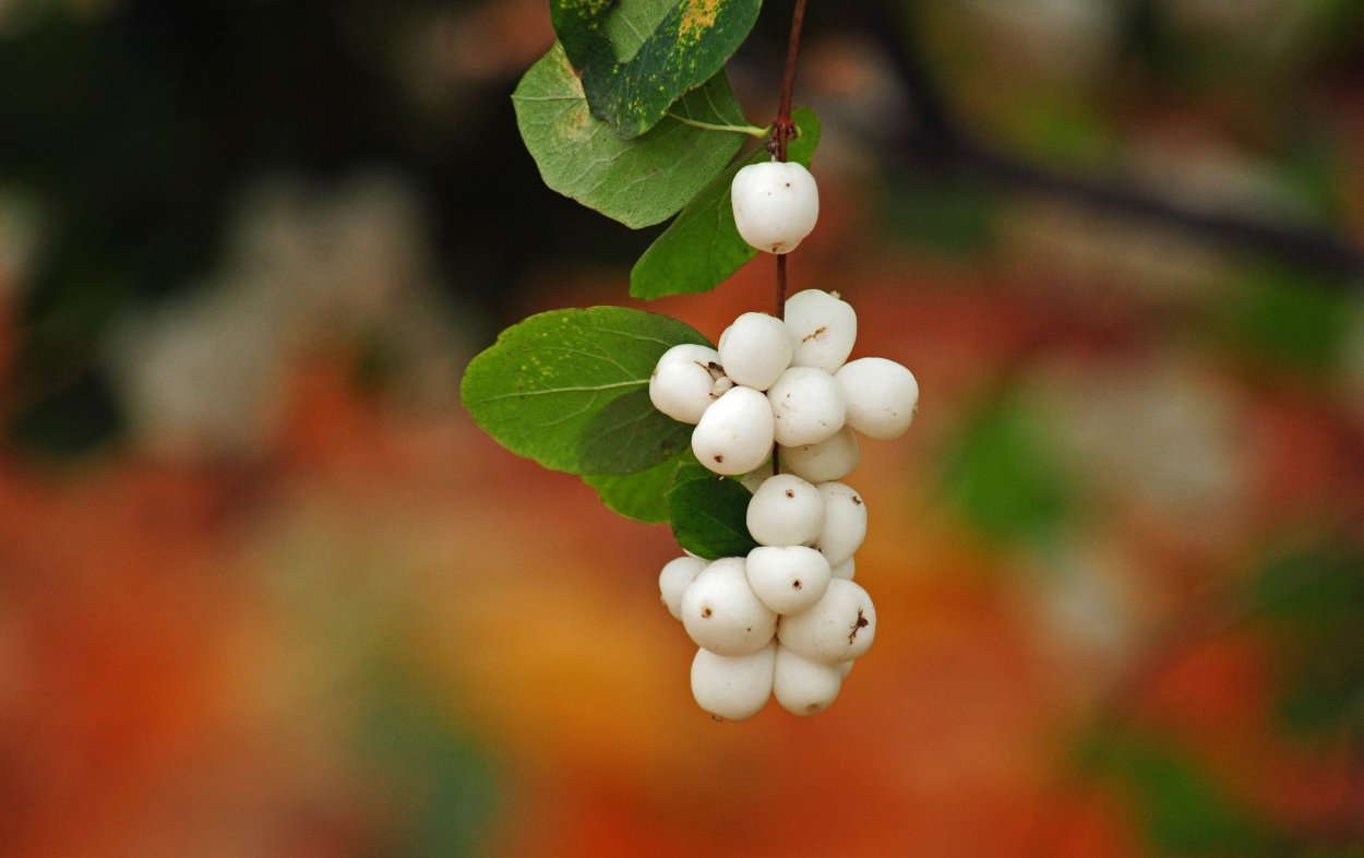Whiteberry ягода