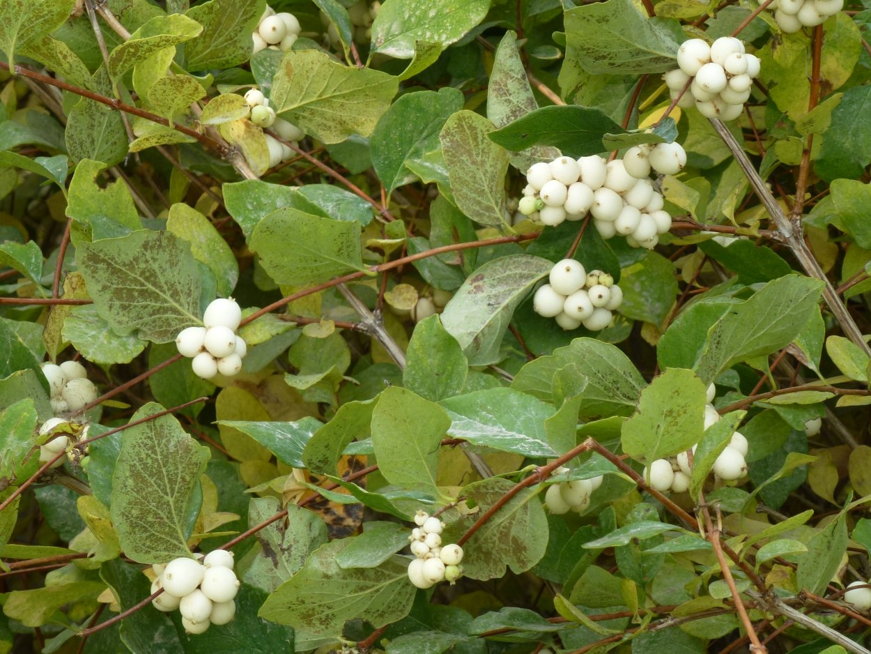 Снежноягодник белый листья