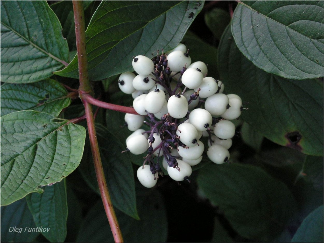 Омела белая растение