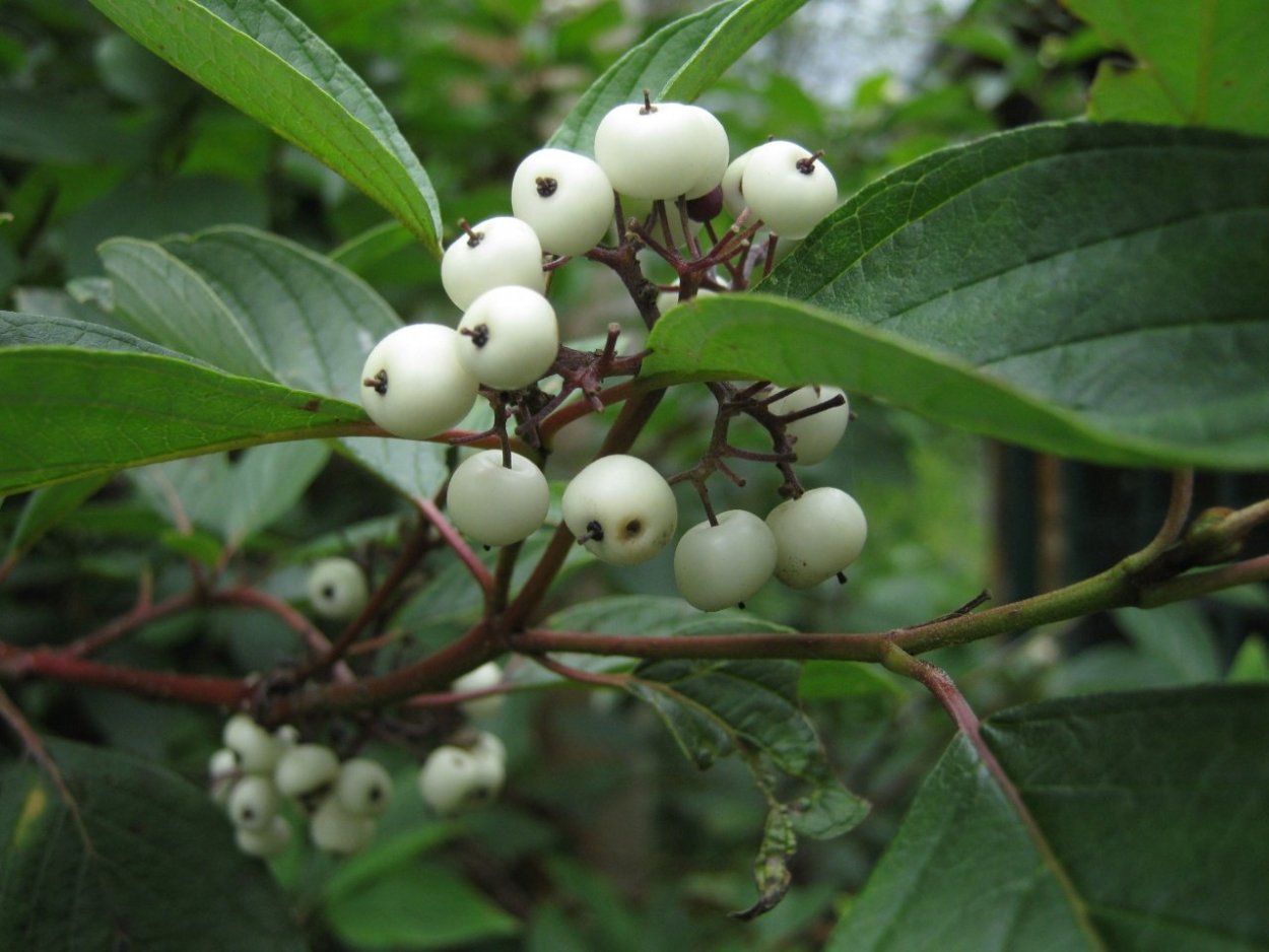 Волчья ягода снежноягодник