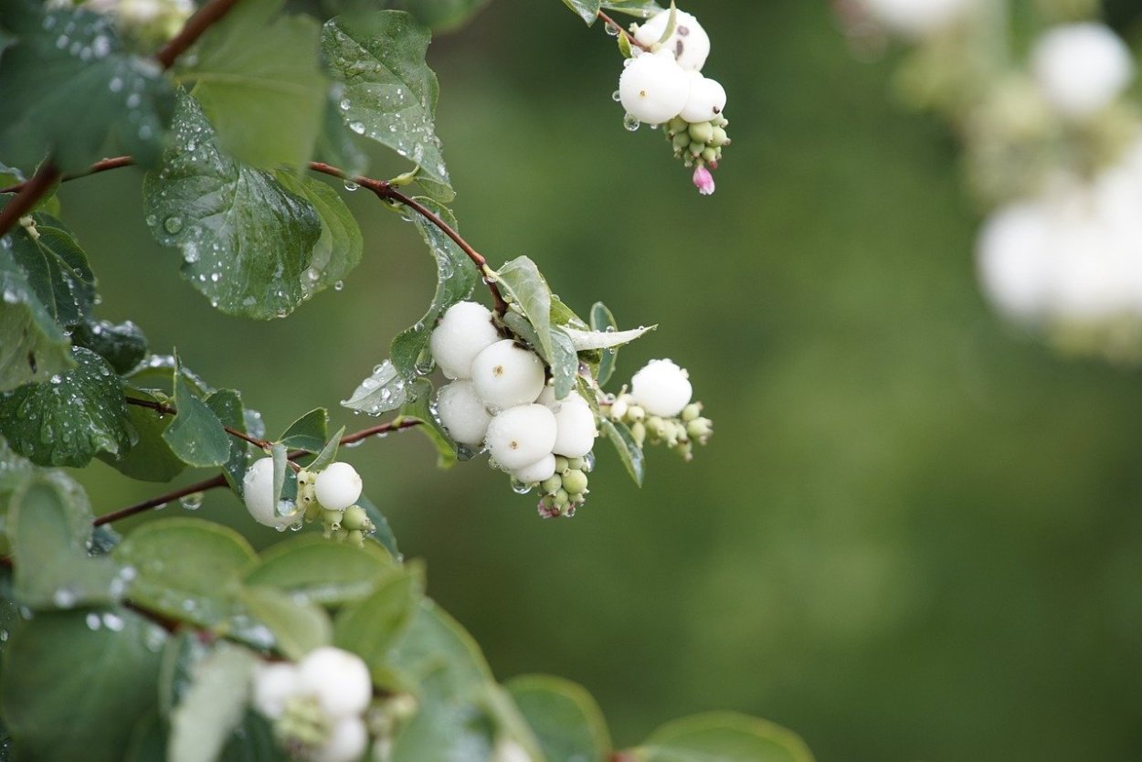 Шелковица белая Альба