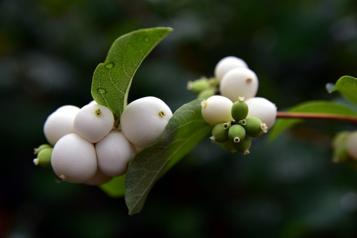 Common Snowberry