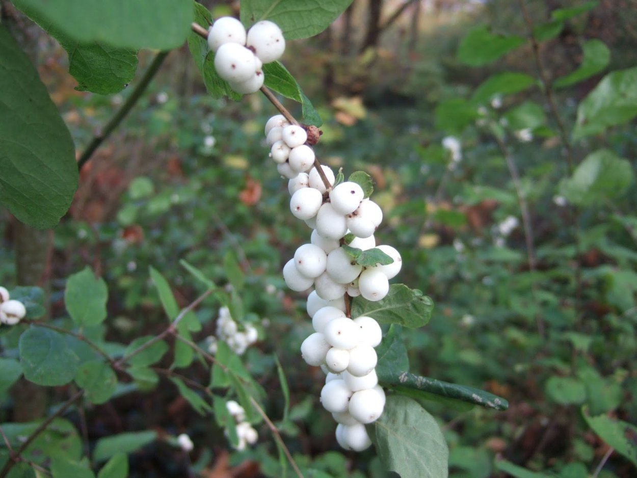 Дерен белый Свидина белая