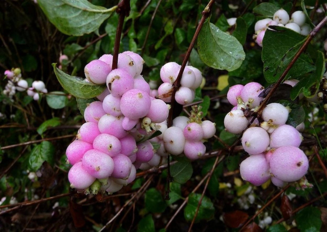 Снежноягодник белый Symphoricarpos Albus laevigatus
