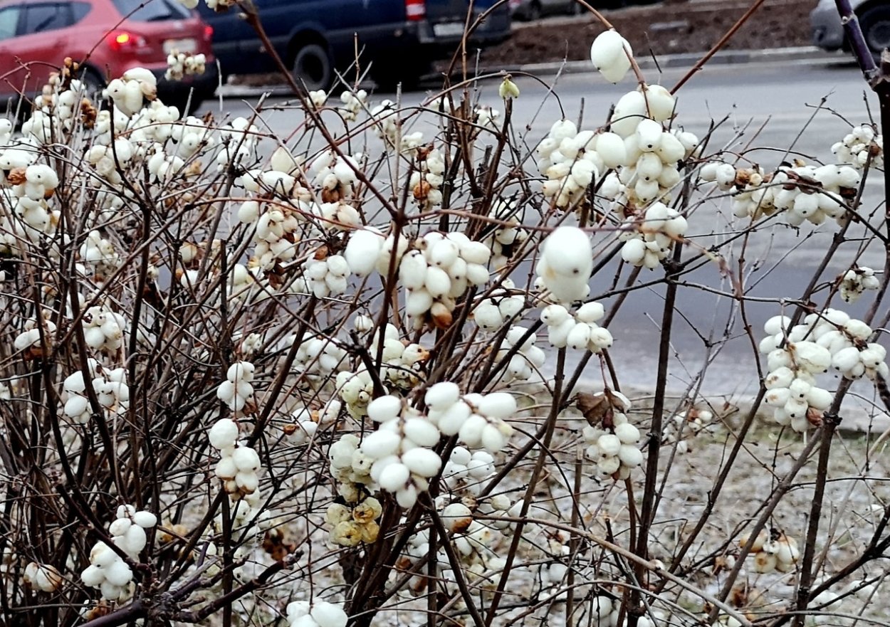 Омела кустарник