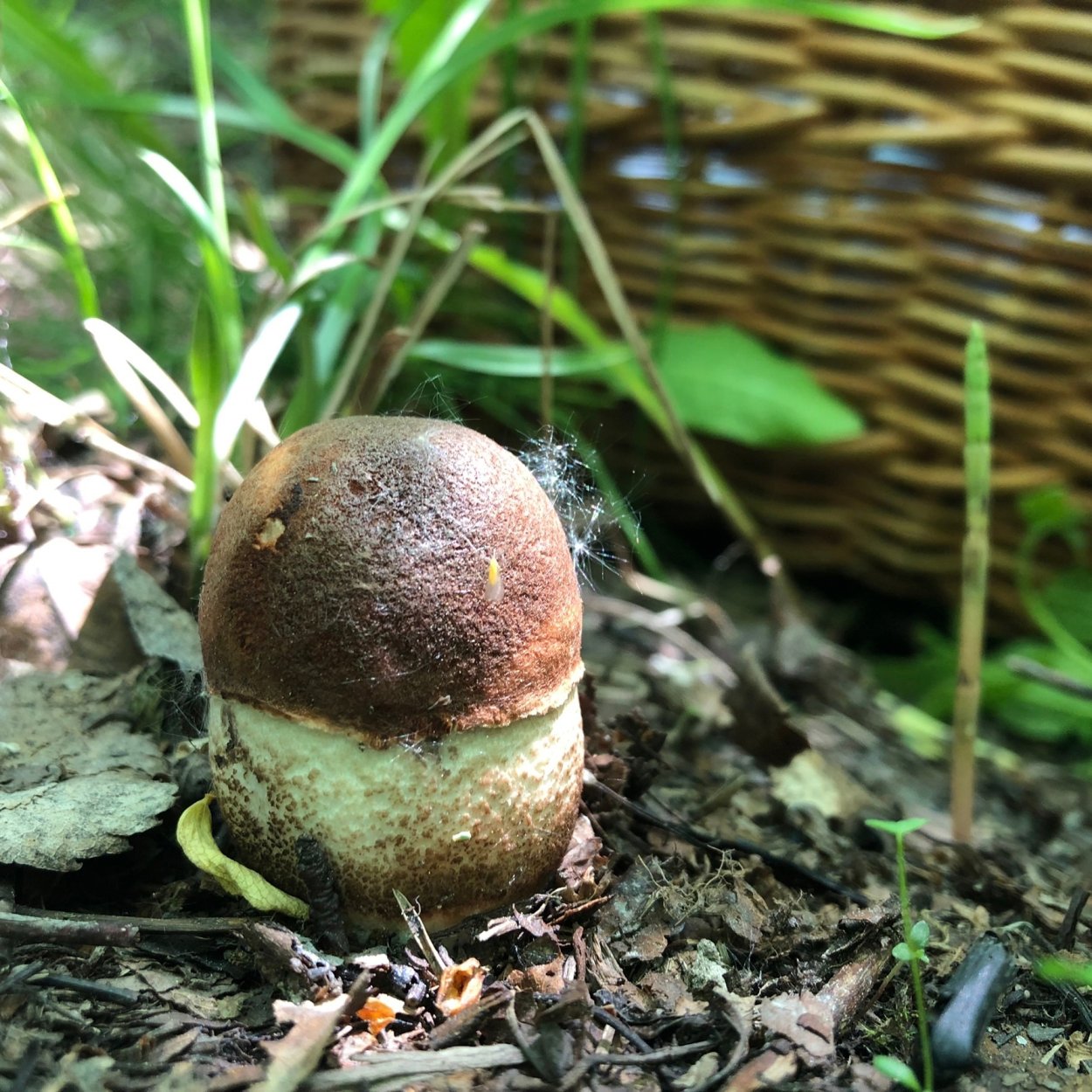 Подберезовик с толстой ножкой