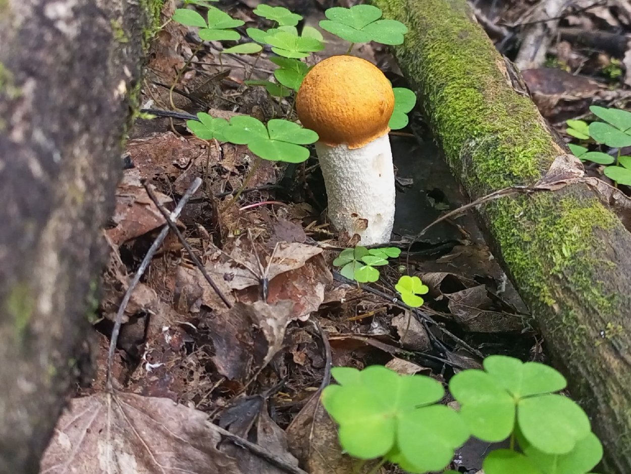 Подосиновик окрашенноногий