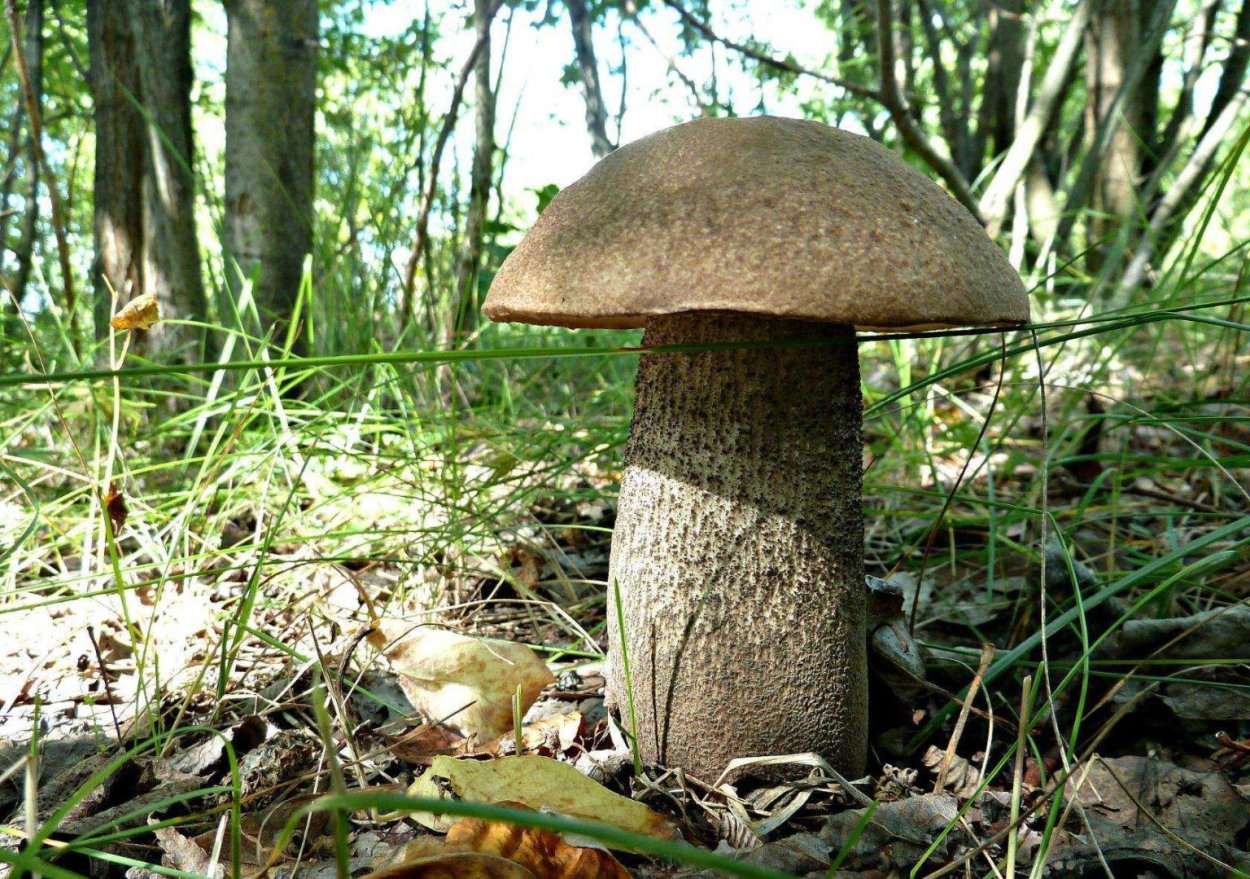 Необычные шляпки грибов