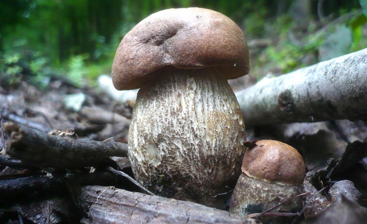 Летний белый гриб