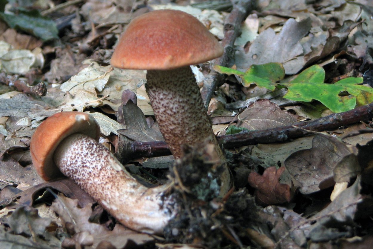 Подберезовик с зеленой шляпкой