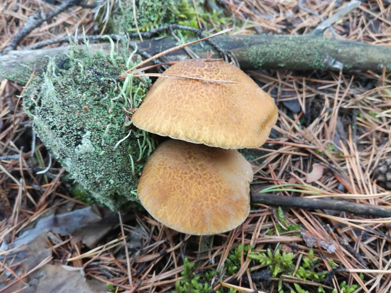 Коровий опенок