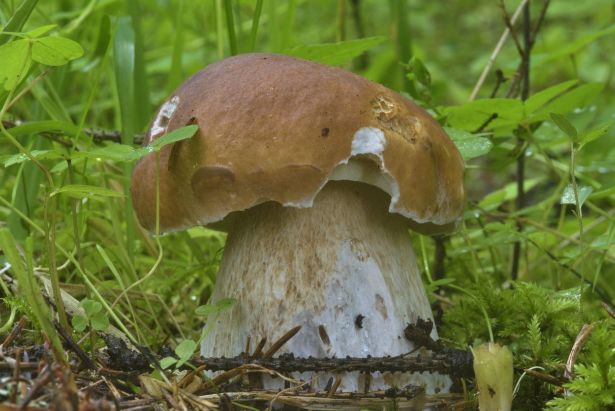 Сбор грибов