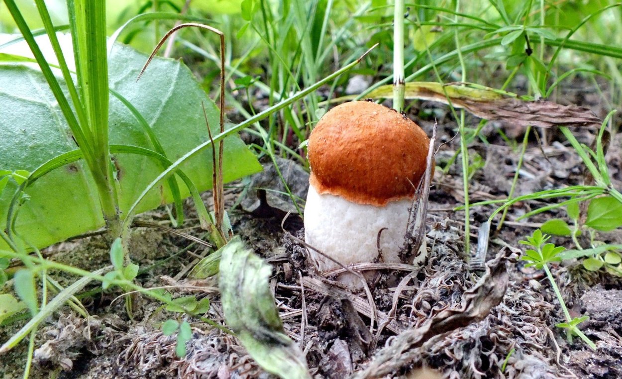 Грибы подосиновики и подберезовики