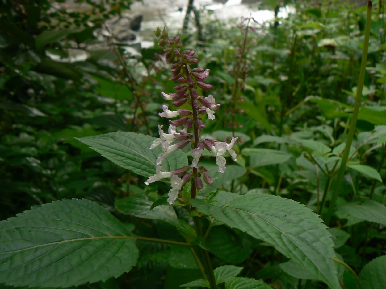 Ортосифон тычиночный листья