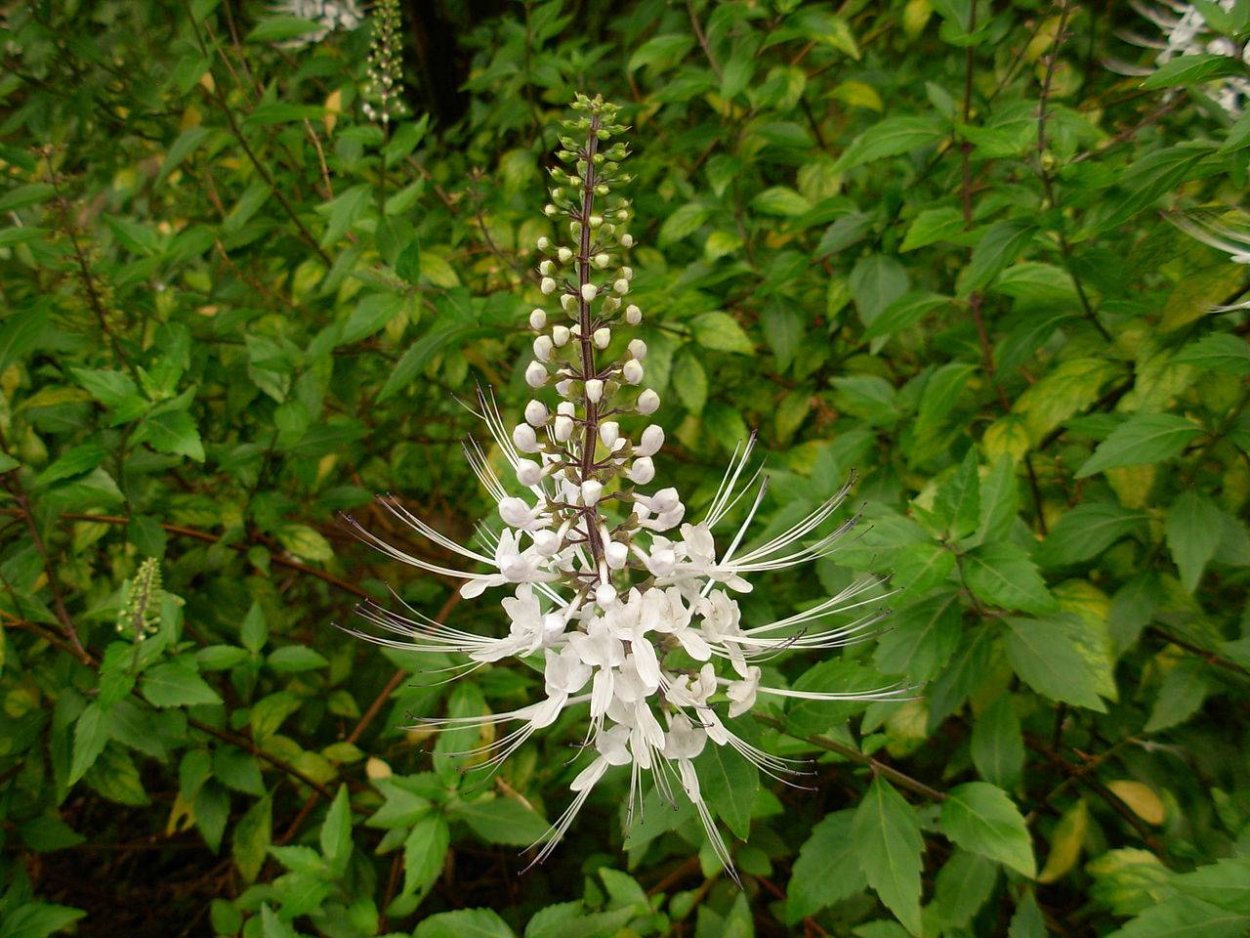 Ортосифон тычиночный