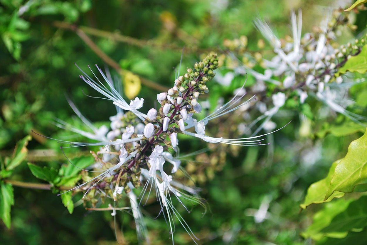 Orthosiphon почечный чай