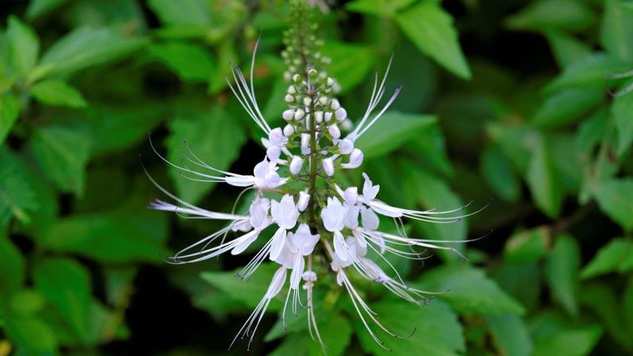 Ортосифон Алтайский