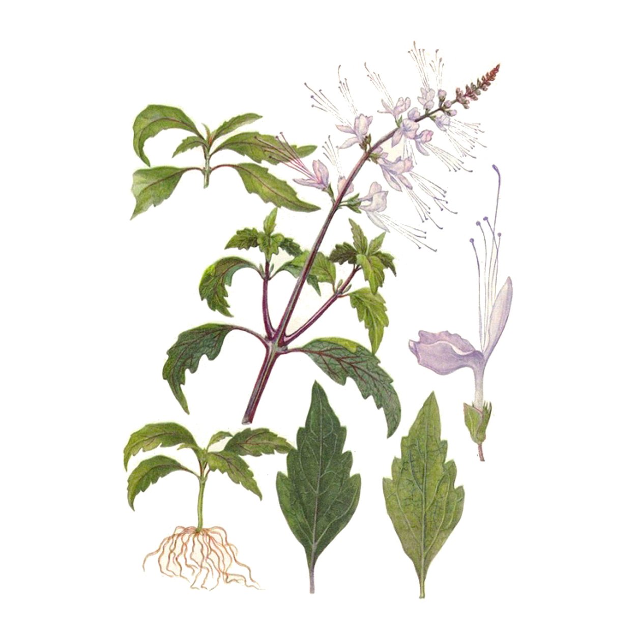 Ортосифона тысячелистного