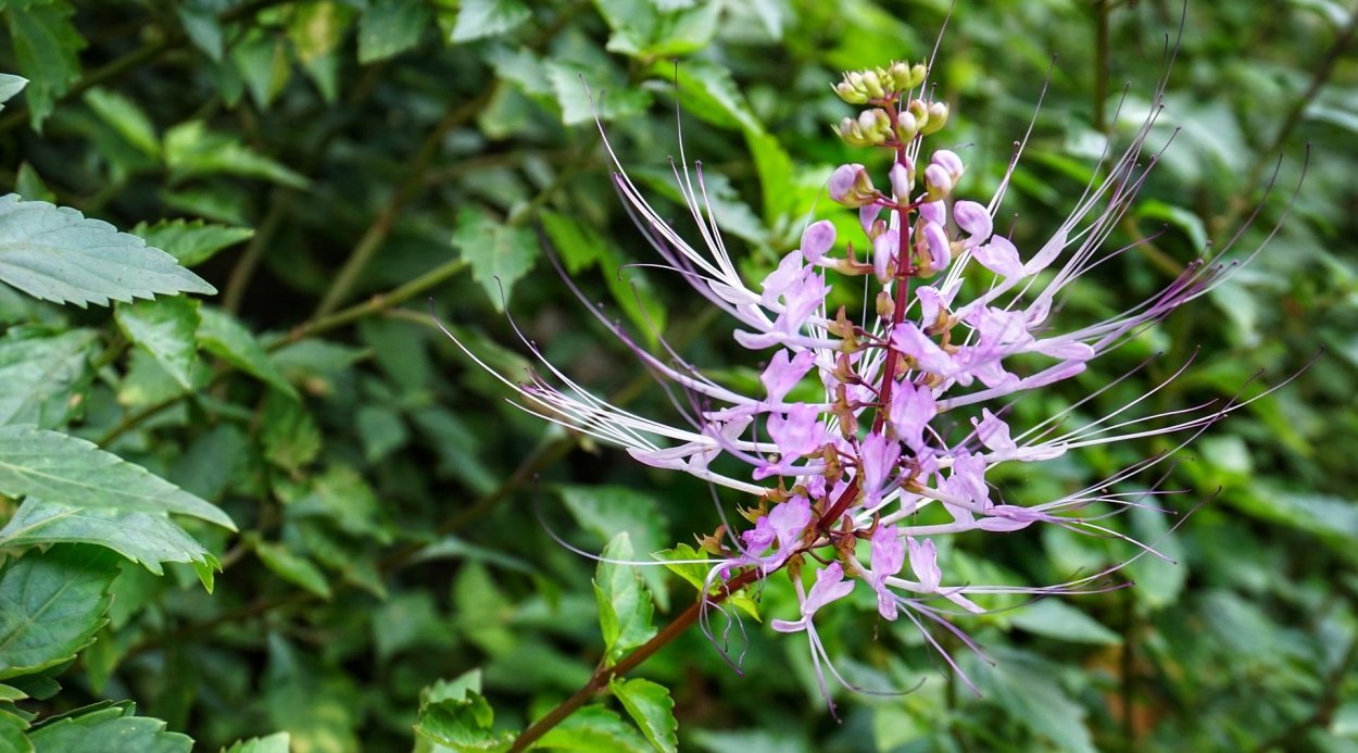 Ортосифон тычиночный чай