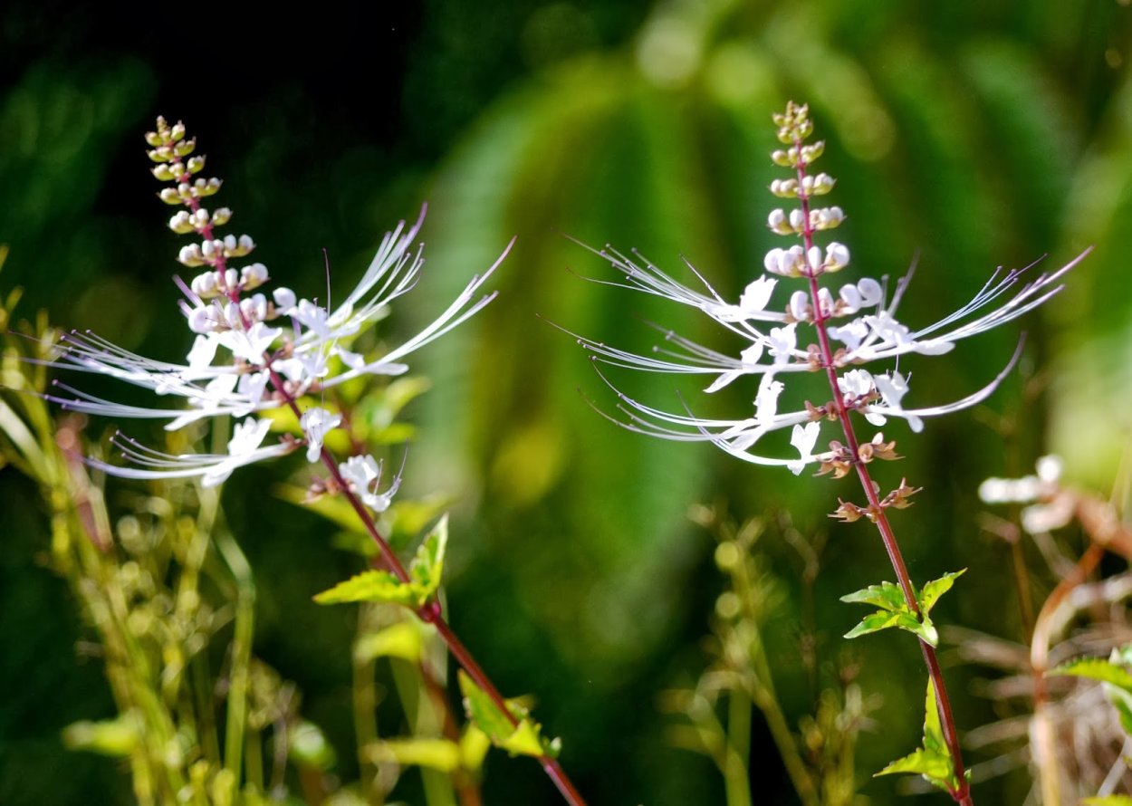 Ортосифон тычиночный