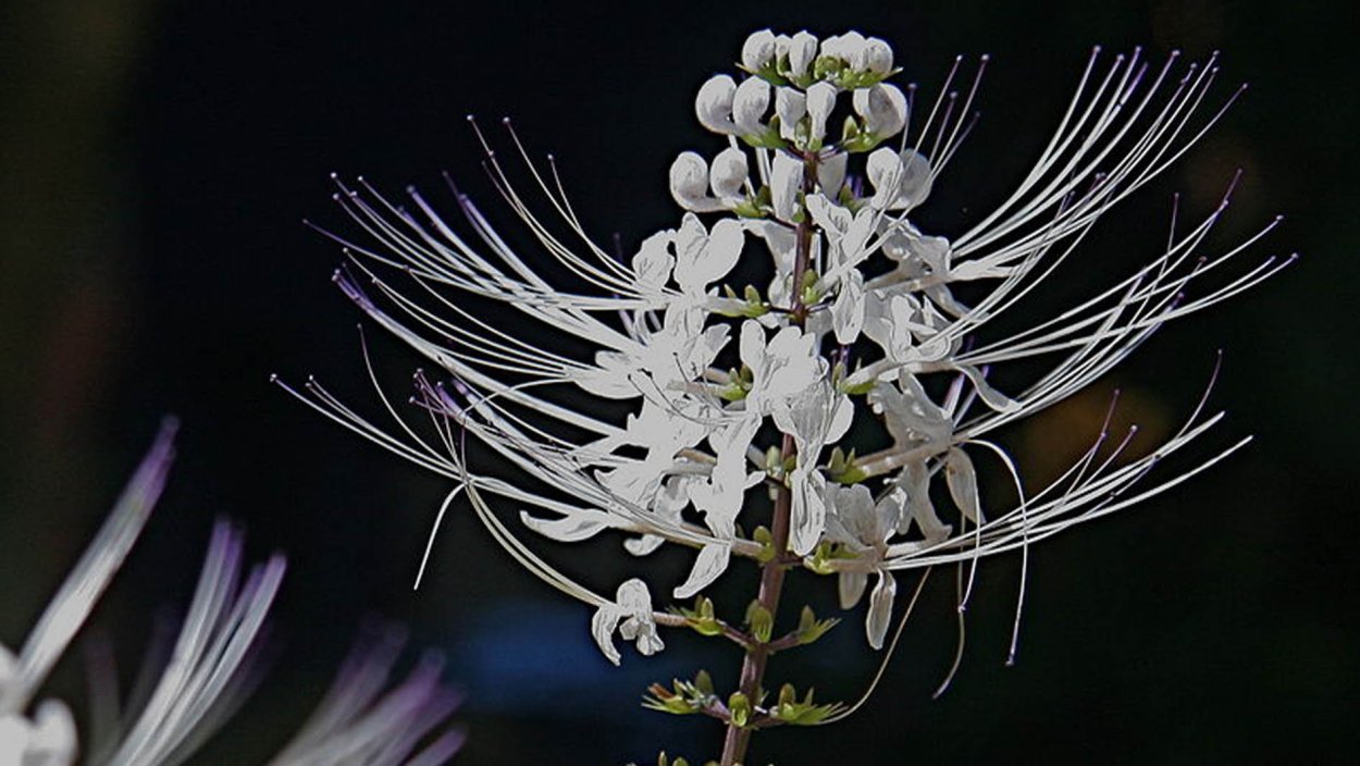 Orthosiphon stamineus почечный чай