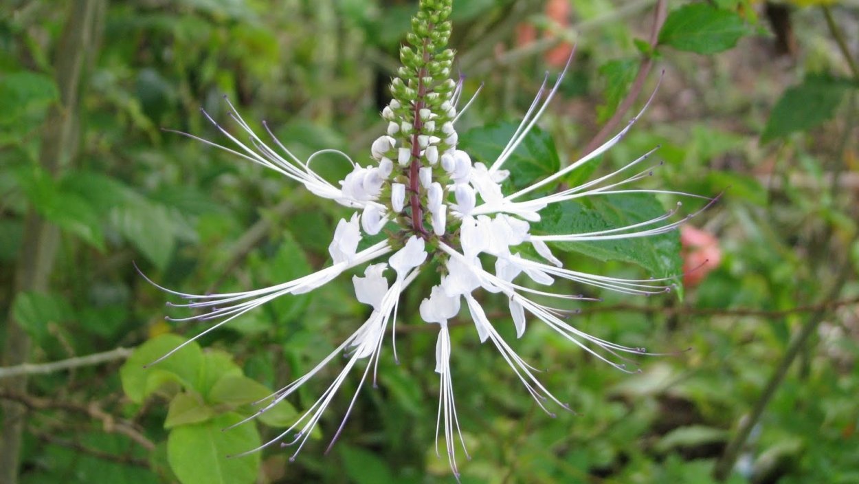 Ортосифон тычиночный