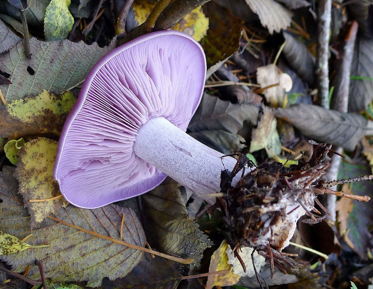 Паутинник пурпурный