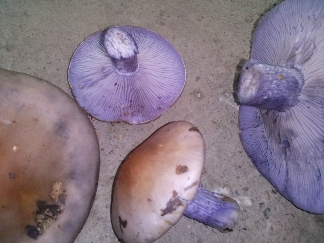 Сиреневый гриб на толстой ножке