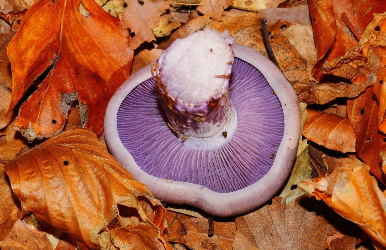 Говорушка Фиалковая