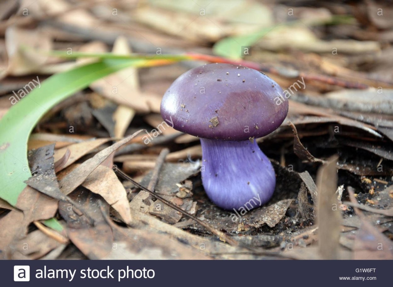 Паутинник фиолетовый