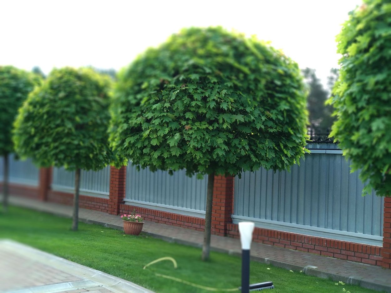 Красный клен в Канаде