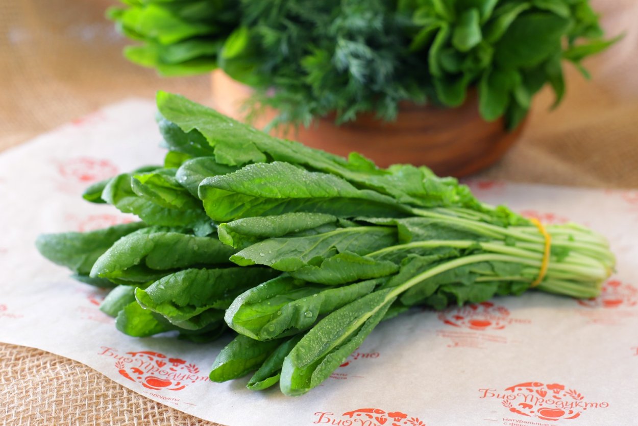 Котем армянская зелень