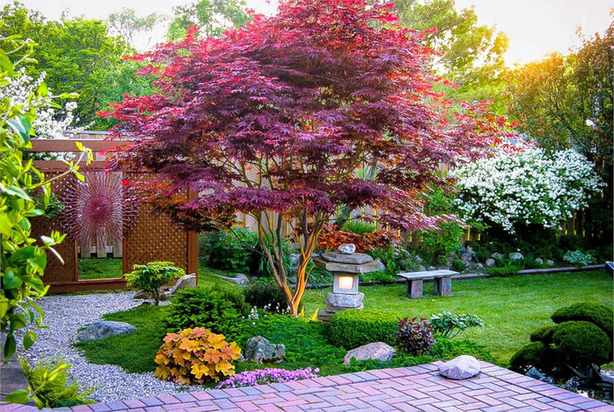 Клен остролистный Глобозум